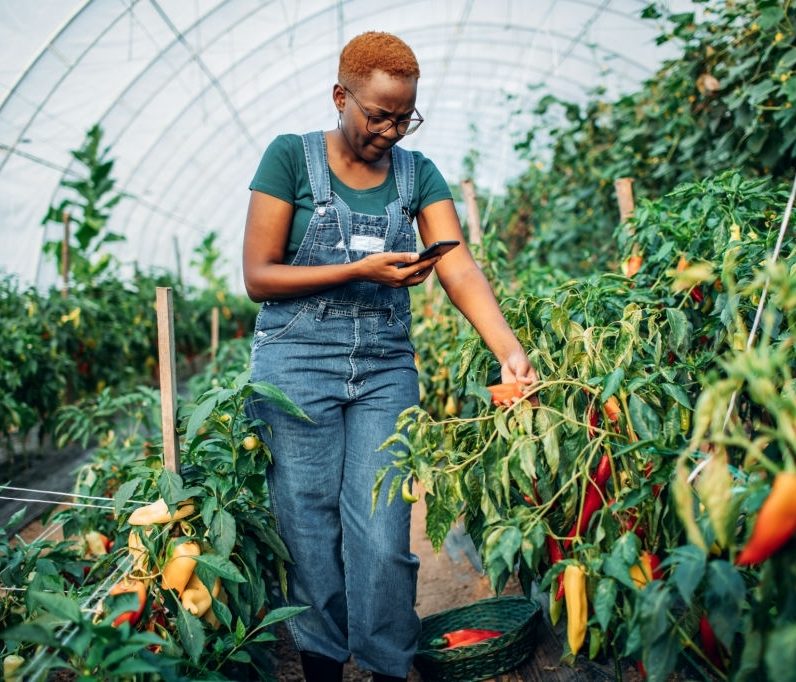 African Food Changemakers