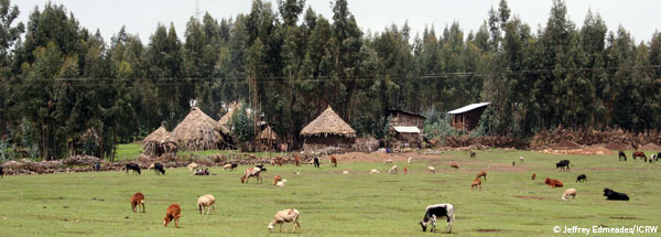 A young woman in Ethiopia escapes her forced child marriage to return to school.   